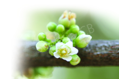 Lepisanthes tetraphylla